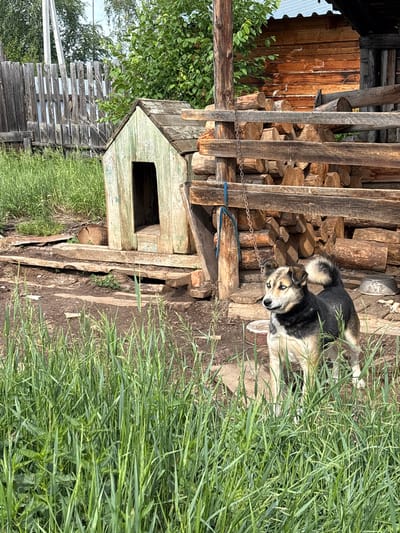 In Бадарминск, Russia, a medium-sized dog with black, tan, and white fur stands in a yard. The dog has striking blue eyes and a bushy tail that curls over its back. It is facing to the left, with its head slightly turned to the viewer. The dog is positioned in front of a weathered, light green dog house with an open doorway. Behind the dog house, a stack of firewood is piled against a wooden structure. A metal chain hangs from a wooden post to the left of the firewood. The ground is a mix of dirt and debris, with tall green grass growing in the foreground and around the dog house. In the background, a rustic wooden fence runs horizontally across the image, and further back, lush green trees and foliage are visible. A utility pole stands to the left of the fence. The overall scene depicts a rural or semi-rural setting.