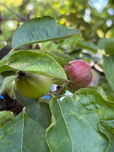 The image shows a close-up of two small apples on a tree. One apple is predominantly red with some green and purple stripes, while the other is entirely green. Both apples are partially obscured by the surrounding green leaves, some of which have a slightly yellowed or mottled appearance, indicating possible nutrient deficiencies or early signs of disease. The leaves are veined and have serrated edges. The background is softly blurred, showing bokeh effects of light filtering through foliage, suggesting a bright, possibly sunny day. The overall impression is one of nature and growth. The setting appears to be an orchard or garden, consistent with the location context of Zubov, Russia. There is no visible text in the image.