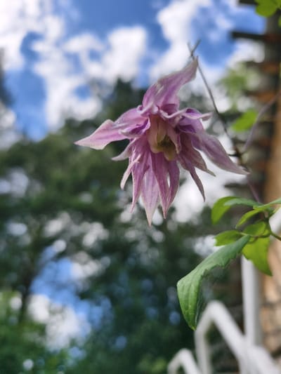 An outdoor, low-angle, close-up shot shows a single, delicate, pink Clematis flower in full bloom, set against a blurred backdrop of green foliage and a bright blue sky dotted with fluffy white clouds. The flower's petals are elongated and pointed, with a soft, almost feathery texture along their edges. Some of the inner petals are a lighter shade of pink, revealing a hint of yellow at the flower's center. A few green leaves are also visible, one of which is lower and closer to the camera, displaying a fine network of spiderwebs. A white railing is present in the foreground, slightly out of focus. The overall impression is one of natural beauty and tranquility, capturing a fleeting moment in a garden setting, potentially in Malaya Shil'na, Russia.