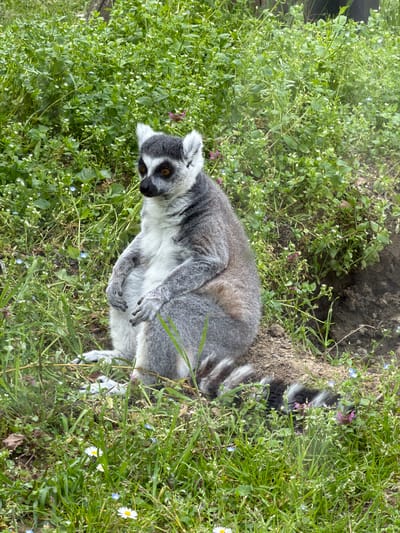 The image shows a ring-tailed lemur lying in a grassy area. The lemur is gray and white with a black and white striped tail. It is lying on its side with its arms crossed over its chest. The surrounding vegetation includes grass, small white flowers, and other leafy plants. The scene appears to be outdoors in a park-like setting, potentially within Tvrđavica, Croatia. There are no people or other animals visible in the image. The ground shows evidence of disturbed earth next to the lemur.