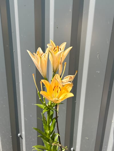 The media file displays a close-up of a stem with several pale yellow lily blossoms and green leaves. The flowers are arranged in a cluster, with some fully open and others still partially closed. The stamens within the open flowers are a reddish-brown color. The background is a textured, gray, corrugated metal surface, possibly a wall or fence, illuminated by natural light, suggesting it is daytime. The lighting casts subtle shadows and highlights, emphasizing the textures of both the flowers and the metal. There are small specks of dust or debris visible on the metal surface. The overall scene is still and natural, focusing on the delicate beauty of the lilies. The location is identified as Copceac, Moldova, but this is not visually evident from the image itself.