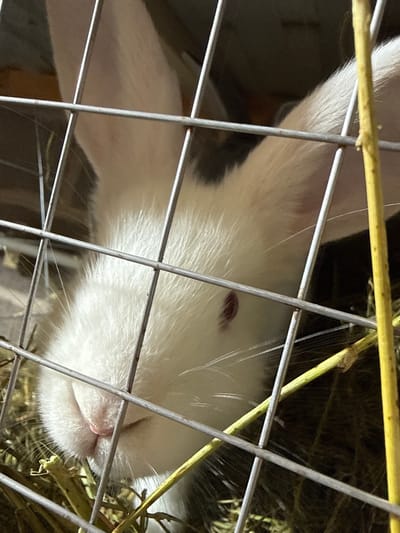 An extreme close-up shot, taken indoors with artificial lighting, captures the head of a white rabbit peeking through the bars of a cage. The rabbit's fur is predominantly white, with some darker markings visible on its body and ears. Its eyes are dark, and its nose is pink and slightly wet. The rabbit is surrounded by dried grass and hay, which make up its bedding. The cage bars are made of metal and are partially obscuring the rabbit's face. The background is dark and out of focus, suggesting the interior of a room. No specific details about the city of Kandry, Russia, can be inferred from this image.