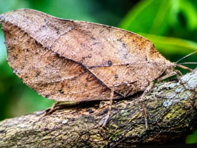 This media file is a close-up photograph of a dead leaf butterfly (Kallima inachus) resting on a tree branch. The butterfly's wings are folded and perfectly mimic a dead leaf, complete with veins, coloration, and even what appear to be imperfections like fungal spots. The butterfly is positioned diagonally across the frame, with its wings taking up the majority of the image. Its legs are visible, clinging to the textured bark of the branch. The background is a soft blur of green foliage, suggesting an outdoor, natural environment. The lighting appears to be natural, with no artificial shadows, indicating it was likely taken during the daytime. The overall impression is one of excellent camouflage and stillness. The location is identified as Keudebayu, Indonesia. There is no visible text in the image.