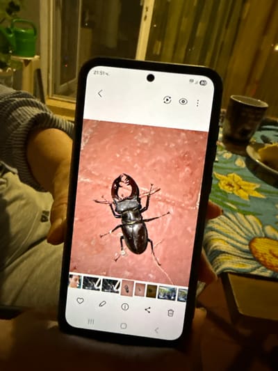 A smartphone displays a close-up image of a stag beetle on a pink, textured surface. The phone is held by a person whose arm and shoulder are visible on the left side of the frame, wearing a gray and white striped long-sleeved shirt. The background shows a window with yellow curtains and a green watering can on a shelf, suggesting an indoor setting. A table covered with a floral tablecloth and a brown mug are visible to the right of the phone. The time displayed on the phone's screen is 21:51. The scene is dimly lit, with artificial light sources casting shadows. The location is not specified in the image or its metadata.