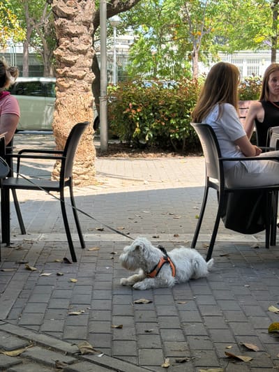 The image depicts a scene at an outdoor cafe in what appears to be a public space in Salou, Spain. Two women are seated at separate tables on a brick-paved area, indicated by the texture of the ground. A small white dog with an orange harness is lying on the ground. The cafe is located near a tree with a thick, textured trunk and surrounded by foliage. A multi-story building is visible in the background, contributing to an urban setting. The presence of tables and chairs, the type of pavement, and the environmental elements suggest this is a place where people might be relaxing or socializing outdoors.