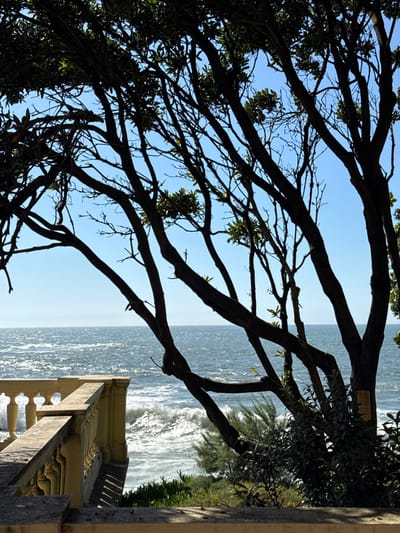 The image displays a coastal scene in Aldoar, Foz do Douro e Nevogilde, Portugal, under a clear blue sky. In the foreground and midground, numerous dark, silhouetted tree branches, some with small clusters of green leaves, form an irregular network, partially framing the view. To the lower left, a light-colored, ornate stone balustrade with decorative spindles extends horizontally across the frame before angling downwards, indicating a terraced overlook. Distinct shadows of the balustrade are cast upon a lighter surface below. The background features the Atlantic Ocean, exhibiting moderate wave activity with visible white foam and cresting waves, particularly near the left side of the balustrade. A faint white object is discernible on the distant ocean horizon. Below the balustrade and among the lower tree branches, green coastal vegetation is present. No people, animals, or specific actions are depicted.