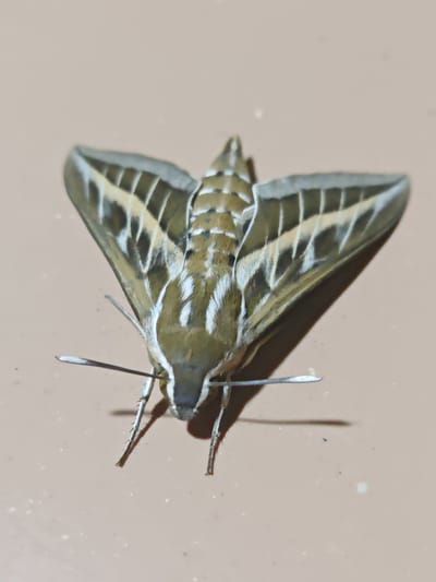 A macro photograph displays a moth with intricate markings on its wings, resting on a flat, light brown surface. The moth is positioned facing forward, with its wings spread symmetrically. The wings exhibit a pattern of olive green, light brown, and white stripes. The body of the moth is also striped in these colors, with a prominent white stripe running down the center of its thorax and abdomen. Two long, thin antennae extend forward from its head, with white tips. The moth's legs are visible, appearing slender and segmented. The background is uniformly light brown and slightly textured, with some small, out-of-focus specks of light and dark. The lighting creates a subtle shadow cast by the moth. No people, buildings, or specific city landmarks are visible. The environment suggests an outdoor, possibly natural setting, but no details place it specifically in Türkan, Azerbaijan.