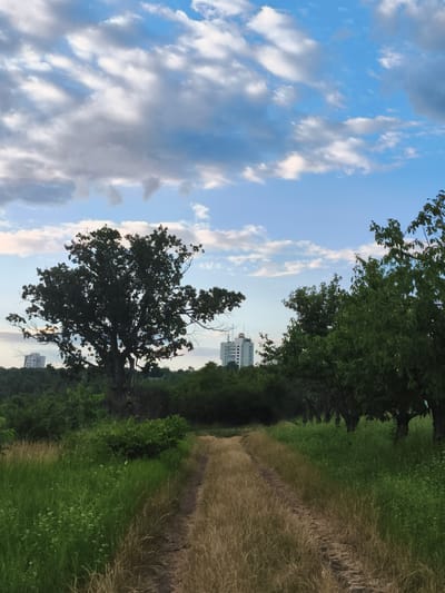 A dirt path runs through a field of tall, dry grass, leading towards a cluster of trees. To the left of the path, lush green grass is interspersed with small white wildflowers. On the far left, a large, dark tree stands silhouetted against a bright sky filled with white and gray clouds. In the distance, behind a line of trees, two multi-story buildings are visible. The building on the left is shorter and has a rounded top structure with antennae. The building on the right is taller and appears to be a residential building. The scene is set in the city of Codru, Moldova, likely during a daytime with partially cloudy skies.