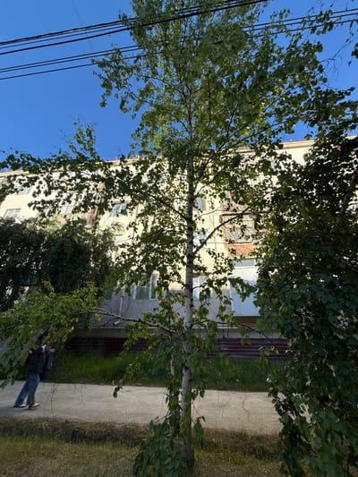 The image shows an outdoor scene on a bright, clear day. The perspective is from below, looking up through the branches of a birch tree towards a building and the sky.

The foreground is dominated by the birch tree with its characteristic white bark and green leaves, which partially obscure the view of the building. The building appears to be a multi-story apartment complex with light-colored siding and numerous windows. Some windows have reddish-brown shutters or blinds visible.

To the right of the building is a paved walkway or sidewalk, bordered by grass. A person is walking on the sidewalk, viewed from behind. They are wearing a dark jacket and blue jeans.

In the upper left portion of the image, black electrical wires are strung across the bright blue sky. The clear sky and bright sunlight suggest it is daytime, likely late morning or afternoon. The presence of an apartment building and electrical wires indicates an urban or suburban setting.

There is no visible text in the image. The overall mood is serene and ordinary, depicting a common street scene on a pleasant day.
