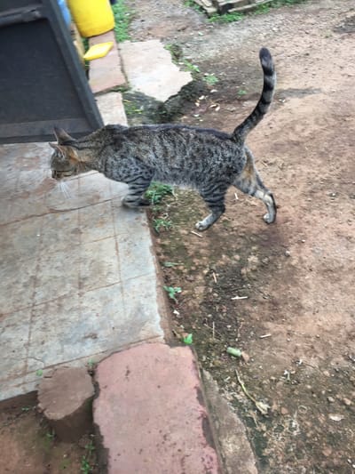 A domestic cat, exhibiting a mackerel tabby pattern primarily in shades of grey and black with some brown/tan on its lower flanks, is captured in motion, walking from left to right across the frame. Its head is angled downwards and slightly left, with visible white whiskers. The cat's tail is erect and displays distinct black stripes. The immediate foreground on the left consists of a light grey tiled concrete surface, partially covered in dirt. This transitions to a reddish-brown dirt path on the right, which contains sparse green foliage and scattered debris. A low, reddish-brown concrete or stone border separates the tiled area from the dirt path. In the upper left background, a dark, possibly metallic, vertical structure, resembling a door or gate, is partially visible. Above this, a bright yellow plastic container and a smaller yellow plastic object are present. The scene is located in Ndeiya, Kenya.