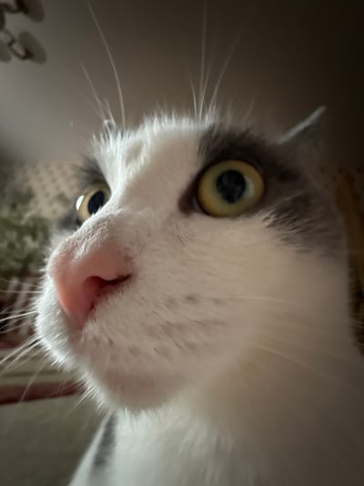 This is a close-up, low-angle shot of a cat's face. The cat is mostly white with grey markings around its eyes and ears. Its left eye is large and yellow with a black pupil, and it is looking directly at the camera. The cat's nose is pink and wet. Long white whiskers fan out from its muzzle. The background is dark and out of focus, but appears to be an indoor setting. There are some hints of patterned fabric and what looks like a light fixture in the lower left of the image. The lighting suggests it is nighttime or the room is dimly lit. The close-up perspective and the cat's direct gaze create an intimate and slightly humorous feel. No text is visible in the image.