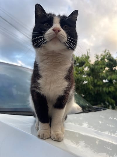 A low-angle, close-up, eye-level shot features a black and white cat sitting on the white hood of a car. The cat is facing the camera, with its head tilted slightly upward and its whiskers prominent. The background consists of a sky with clouds and a blurred green foliage. The car's windshield and wipers are visible behind the cat. The overall setting appears to be outdoors, possibly in a residential area, given the presence of trees and the sky. There is no specific information in the image that allows for identification of the location as Добровское сельское поселение, Ukraine.