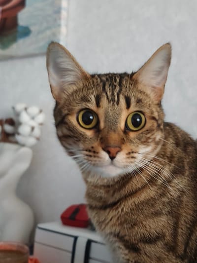 A close-up, eye-level shot features a tabby cat with large, wide yellow eyes. The cat's fur is a mix of brown and black stripes. Its ears are pointed upwards, and its whiskers are prominently displayed. In the background, to the left, is a blurry white object that appears to be a sculpture or decorative item, possibly holding cotton balls. To the right and behind the cat, there is a white surface with a red object on top, which might be a small box. The wall in the background is a light, neutral color with a subtle texture. The image appears to be taken indoors. The city of Dzerzhinsk, Russia is not visible in this image.
