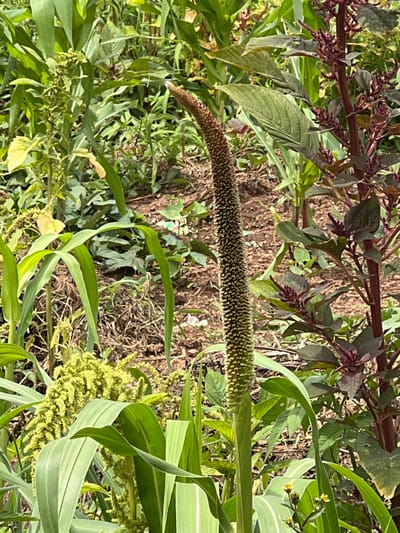 The image captures a close-up view of a field of crops, likely in Gwolong, Nigeria. In the foreground, a tall, slender stalk with a long, spiky, brown seed head dominates the center of the frame. The seed head is dense with tiny seeds arranged in a cylindrical fashion, tapering to a point. Surrounding this central stalk are large, broad green leaves, characteristic of a cereal crop like maize or millet.
To the left and slightly behind the central stalk, a cluster of smaller, bright green, feathery seed heads is visible. These appear to be a different type of plant, perhaps an amaranth or a similar grain.
To the right of the central stalk, a tall plant with a reddish-brown stem and dark green leaves stands prominently. This plant has clusters of small, reddish-pink flower or seed structures along its stem, adding a contrasting color to the predominantly green scene.
The background consists of more greenery, with various plants and vegetation creating a lush, natural environment. The soil is visible in patches, appearing dry and brown, suggesting a rural or agricultural setting. There are no people or animals visible in the image. The overall impression is one of a thriving agricultural landscape, with different crops growing in close proximity.