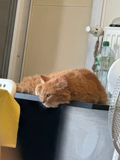 An orange tabby cat is lying on a dark surface, with its body partially over the edge. The cat is facing towards the left of the frame, with its head resting on its paws. In the background, there is a white radiator with a thermostat, and a clear plastic bottle with a green cap. To the left of the cat, there is a yellow object that appears to be a cushion or piece of fabric. The overall scene suggests an indoor environment, possibly a home. There are no people visible in the image, and no specific location in Colomiers, France is indicated.