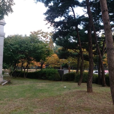 The image displays an autumnal outdoor scene within a green space in Gimpo-si, South Korea. The foreground consists of green and brown grass, with a small white crumpled object visible on the lower-right side. Multiple dark-barked pine tree trunks stand vertically along the right edge of the frame, extending upwards. On the far left, a light-colored, fluted column or pillar, possibly concrete or stone, is partially visible. The mid-ground features a dense line of green bushes and deciduous trees, some exhibiting early autumn colors with yellow and orange foliage. Behind this vegetation, further trees with varying leaf coloration are present, and glimpses of a road or street are visible, including a portion of a white vehicle and a distant building. The sky is overcast and appears bright white. No people or overt actions are depicted.