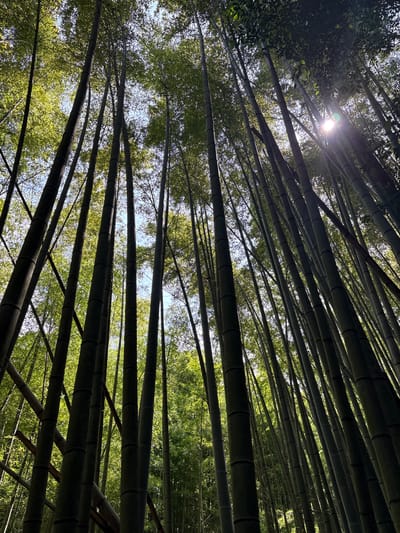 This image shows a low-angle view of a dense bamboo forest in Kyoto, Japan, likely the Arashiyama Bamboo Grove. The tall, slender bamboo stalks fill the frame, reaching towards a bright sky. Sunlight filters through the lush green leaves, creating dappled patterns and a lens flare in the upper right quadrant of the image. There are no people visible in the scene. The environment is characterized by the towering, dark green bamboo culms with their characteristic segmented appearance, and the vibrant green canopy of leaves overhead. The ground is not visible.