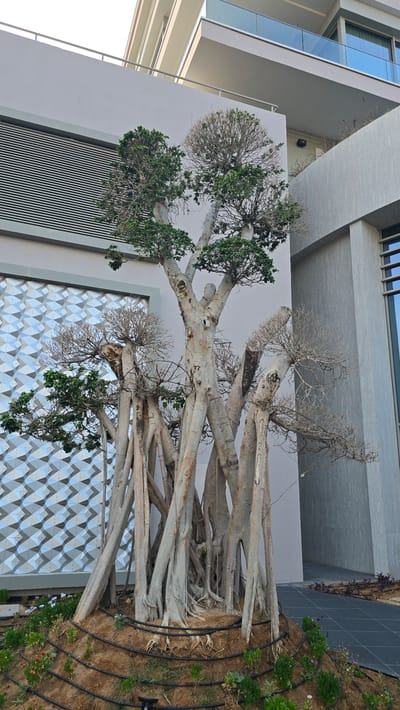 A large, multi-trunked tree with exposed roots stands in front of a modern building in Agios Epiktitos, Northern Cyprus. The tree has some green foliage on its upper branches, while other branches appear bare and dry. The building is characterized by smooth, light-colored walls, a large window with tinted glass, and balconies with glass railings. To the left of the tree is a wall with a decorative geometric pattern. The ground around the tree is covered in soil, with some small plants and flowers visible at the base. Black irrigation tubing is laid out around the tree. The overall scene suggests an urban or semi-urban environment with contemporary architecture.