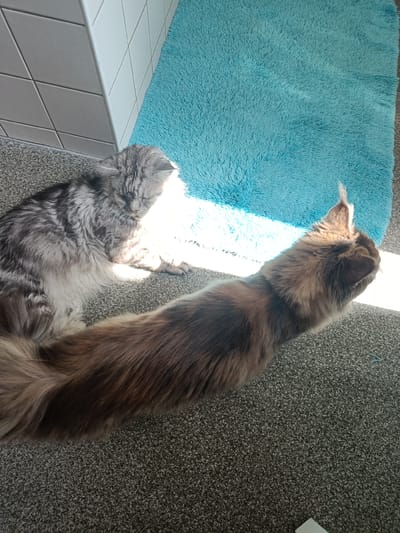 In a domestic indoor setting, possibly a bathroom based on the tiled wall, two Maine Coon cats are present. The cat in the foreground is larger, with brown and black tabby markings, and is positioned to the right, facing away from the camera towards a sunlit area. Its long, bushy tail extends towards the left. The second cat, in the background to the left, is smaller with grey and white tabby markings and is lying down with its eyes closed, basking in the sunlight. A bright blue fluffy rug is visible to the right of the cats. The flooring is a speckled grey carpet. The overall lighting suggests a bright, sunlit day. There is no information to confirm the location is in Leuven, Belgium.