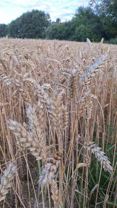 The image depicts a close-up view of a field of ripe wheat, likely in the rural area of Jumīši, Latvia. The wheat stalks are a golden-brown color, indicating they are ready for harvest, and are densely packed, creating a textured foreground. The wheat heads are visible in sharp detail, with individual grains clearly discernible. In the background, a line of lush green trees forms a horizon, with a partly cloudy sky above. The lighting suggests it is daytime, possibly late afternoon or early evening, given the soft illumination. No people or animals are present in the frame, and no discernible structures are visible within the immediate vicinity of the wheat field. The overall scene conveys a sense of agricultural abundance and the natural beauty of the Latvian countryside.