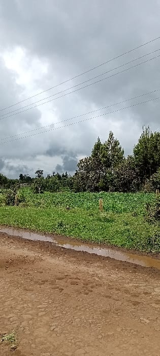 The scene depicts an outdoor agricultural landscape in Gatakaine, Kenya, under a heavily overcast sky. A reddish-brown dirt road with numerous wet, muddy patches and puddles occupies the lower foreground, extending from left to right. Parallel to the road, a narrow, water-filled ditch separates it from a vibrant green field. This field, extending into the mid-ground, is densely cultivated with low-lying green crops. A single, slender wooden post is visible vertically within this field, slightly to the right of center. Beyond the field, a dense line of trees forms the background, featuring various species, including taller, dark green conifers on the right. Multiple utility lines are strung horizontally across the upper third of the frame against the grey cloud cover. No human or animal figures are present.