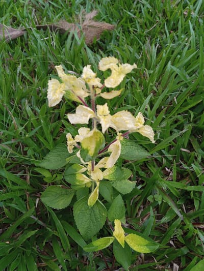 The image depicts a plant with green and yellow variegated leaves and yellow flowers growing in a patch of green grass. The location is Palohigeuh, Indonesia. There are no people visible in the image.
