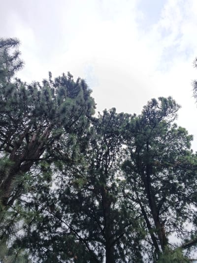 Looking up through a canopy of pine trees, the sky is a muted white with thin, wispy clouds. The trees' dark green needles are densely packed, obscuring most of the branches. The rough texture of the tree trunks is visible in the lower portion of the frame. The overall impression is one of being surrounded by tall, imposing trees on a cloudy day.