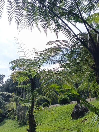 The image depicts an outdoor environment identified as Bangalum Bridge, Papua New Guinea. The scene is dominated by multiple tree ferns with expansive, segmented green fronds, several of which are silhouetted against a bright, hazy sky that occupies the upper portion of the frame. A prominent tree fern, featuring a dark, rough trunk, stands centrally in the midground. To the left, a dense canopy of various trees, including tall, slender specimens, forms a background forest line. To the right, a verdant grassy slope descends towards the foreground. A large, dark grey rock rests on this slope in the mid-right. A light-colored concrete retaining wall or barrier is visible horizontally across the upper part of the grassy slope in the background. No human or animal subjects are present. No actions or interactions are depicted. The scene is brightly illuminated, indicating daytime conditions.