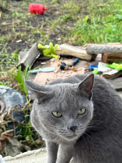 A close-up, eye-level, vertical, medium shot captures a Russian Blue cat in an outdoor setting. The cat's head and upper body are the primary focus, positioned in the lower right quadrant of the frame. Its fur is a uniform shade of gray, and its eyes are a striking green. The cat is looking directly at the camera with a neutral expression. The background is out of focus and appears to be a yard or outdoor area with scattered debris, including pieces of wood, green vegetation, and a red plastic object. The overall lighting is natural and appears to be overcast. The scene is devoid of human presence. The location is identified as Brodokalmak, Russia.