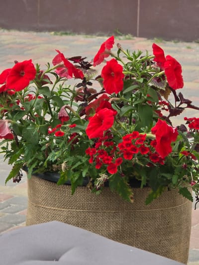 The image shows a planter filled with vibrant red petunias and other green foliage, placed outdoors on a paved surface. The planter itself is covered in burlap, giving it a rustic appearance. To the right of the planter, a light gray fabric is visible, suggesting it might be part of a garment or another decorative element. The background consists of a blurred, paved area with a pattern of rectangular stones in muted colors, possibly a sidewalk or patio. The lighting suggests it is daytime, and the overall scene appears to be peaceful and well-maintained. There is no visible text in the image.