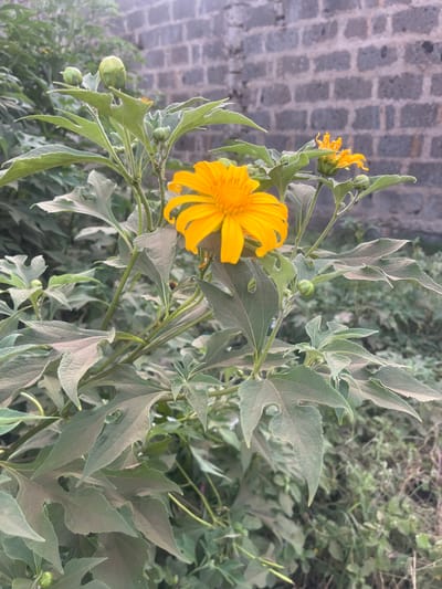 A vibrant yellow flower dominates the foreground, its petals radiating from a textured center. The flower is surrounded by light green foliage with distinctive, lobed leaves. Several flower buds and smaller blooms are visible, hinting at further flowering. The background consists of more foliage and, on the left, a weathered stone structure with a repeating brick pattern. The image is well-lit, highlighting the textures of the leaves and the details of the flower.