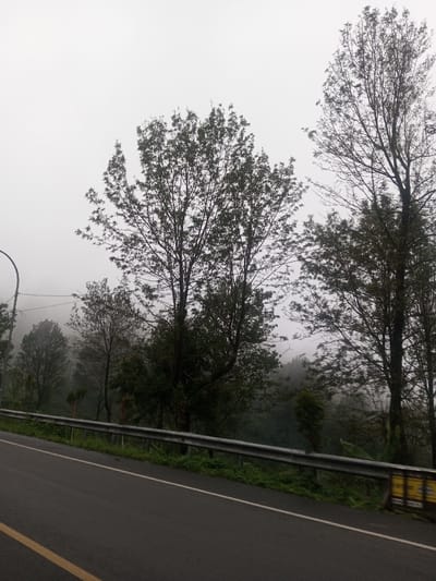 The image captures a misty, overcast day in a forested, hilly, or mountainous area, viewed from the side of a paved road. The scene is dominated by a muted palette of greens, greys, and blacks, lending a somber yet tranquil atmosphere.
In the foreground, a dark asphalt road curves gently to the left. A solid yellow line marks the left edge of the road, and a faint, broken white line is visible further to the right. Parallel to the road, on the right side, runs a metallic silver guardrail, behind which green grass and varied vegetation grow. In the bottom right corner, a yellow rectangular object, possibly a sign, is partially obscured by the guardrail; any text on it is illegible.
The midground is filled with numerous trees of varying heights and leaf densities. Many have dark, slender trunks and branches reaching upwards. Some trees display visible green foliage, while others, particularly those further back or higher up, appear sparser or are silhouetted against the bright, diffuse light of the sky. On the far left, a portion of a street light pole with a curved arm is visible.
The background is entirely enveloped in dense white fog or mist, which obscures the distant landscape and creates a soft, hazy horizon. Trees in the deeper background appear as faint, blurred shapes, gradually fading into the thick mist.
The overall impression is one of a quiet, possibly isolated, stretch of road winding through a natural environment, characterized by the pervasive mist that hints at cool, damp weather conditions. The time of day appears to be daytime, but the heavy overcast sky due to the fog casts a uniform, diffused light without clear shadows. There is no explicit activity taking place, suggesting a paused moment during travel or observation.