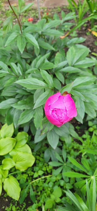 A vertical, eye-level, full shot shows a bright pink peony bud amongst lush green foliage in Slavyanka, Russia. The bud, centrally located, is tightly closed, with visible creases in its petals. The surrounding leaves of the peony are a deep green, with some appearing slightly lighter or darker than others. To the lower left of the frame, a cluster of bright lime-green leaves, possibly hostas, are visible, contrasting with the darker greens of the peony. The ground beneath the plants is dark earth, with small, low-lying green plants and some scattered fallen leaves. In the background, slightly out of focus, are more green leaves and what appear to be small red flowers. The lighting suggests an overcast or shaded day. There are no people or animals present in the scene.