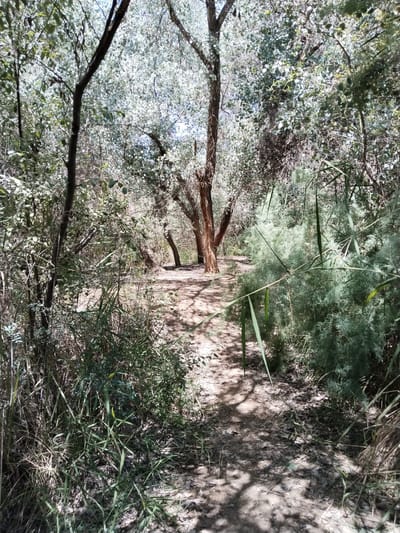 The image depicts a sun-dappled dirt path winding through a lush, overgrown natural area. Tall trees with light-colored leaves and rough bark dominate the background, their branches creating a canopy that allows sunlight to filter through, casting distinct shadows on the path. The path itself is narrow and appears well-trodden, made of loose soil and scattered leaves.
The foreground is characterized by dense vegetation. On the left, a variety of grasses and brush, some dry and straw-like, others green and leafy, grow in abundance. Tall, thin reeds or stalks are also visible, interspersed with the broader foliage. To the right, a thick clump of feathery, light-green bushes or shrubs forms a distinct boundary along the path. The overall impression is one of a wild, untamed, and somewhat shaded environment, suggesting a natural preserve or undeveloped area within or on the outskirts of Chalysh, Uzbekistan. There are no people or animals visible in the image.