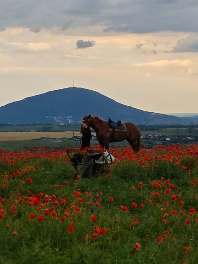 A person stands next to a saddled horse in a field of red poppies. The person is wearing a black shirt and has their arm around the horse's neck. The horse is a reddish-brown color. In the background, there is a large, dark mountain with a radio tower on top. There are also some buildings and trees visible in the distance. The sky is cloudy with some patches of yellow light, suggesting either sunrise or sunset. This scene is located in the city of Novoshakhtinsk, Russia.