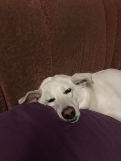 A white dog lies on a brown, textured surface, possibly a couch, next to a large, solid purple object, likely a pillow or cushion. The dog is positioned on its side, with its head tilted and resting near the purple object. Its eyes are open and appear dark, and its nose is visible. One of its ears is flopped over its head, while the other is pointed upwards. The dog's fur is clean and appears to be short or medium length. The lighting is dim, suggesting an indoor setting, possibly in the evening or a room with low light. The overall mood is relaxed and peaceful, with the dog appearing comfortable and perhaps sleepy. There is no visible text in the image. The scene is likely in Pavlivka, Ukraine, as per the provided location context.