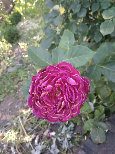A close-up, overhead shot of a dark pink and yellow rose in bloom, with its many petals tightly furled in the center. The rose is positioned in the lower right quadrant of the frame, with blurred green leaves and foliage filling the background. The rose is set against a backdrop of a garden, likely in Novosamarka, Ukraine, with dry, brown plant stalks and fallen leaves visible on the ground, hinting at a late summer or early autumn setting. The lighting suggests it is daytime, with sunlight filtering through the leaves.