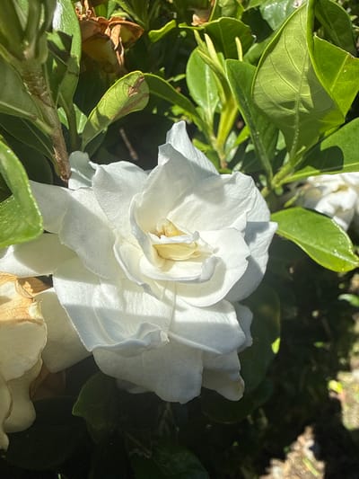 A close-up, eye-level shot captures a white gardenia flower in full bloom, its petals layered and slightly ruffled, with a hint of yellow at its center. The flower is surrounded by vibrant green foliage and stems, with some dried, brown leaves also visible in the background. The lighting suggests it is daytime, with sunlight casting shadows on the petals and leaves. The setting appears to be a garden or outdoor plant setting in Walnut Creek, California.