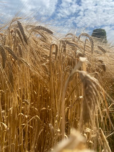 The image shows a close-up view of a field of ripe wheat or barley under a cloudy blue sky. The stalks are golden brown and are swaying gently in the wind. In the background, a dark green, conical tree is visible. The overall impression is one of a rural landscape in the countryside.