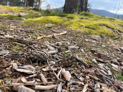 The scene depicts a low-angle view of a forest floor in Srednogortsi, Bulgaria. The foreground is sharply in focus, displaying a dense layer of natural ground cover consisting primarily of discarded pine needles, varied sizes of brown and gray bark chips, small dry twigs, and sparse blades of green grass. Two weathered pinecones, brown with visible scales, are prominently situated in the center-right and center-left of the immediate foreground. The midground, slightly out of focus, transitions to an upward sloping area covered extensively by vibrant green moss, interspersed with small stones. The background is significantly blurred, revealing the dark trunks of several trees, with a large, darker tree trunk visible on the right. Beyond the treeline, hazy, dark blue mountains are discernible against a pale blue sky with diffused white cloud cover. No individuals or specific actions are observed.