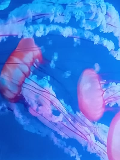 The image shows a close-up, underwater view of several pink and orange jellyfish with long, thin tentacles against a vibrant blue background. The jellyfish appear to be in motion, with their bell-shaped bodies and trailing tendrils creating a fluid, dynamic composition. The lighting is soft, giving the scene an ethereal quality. The image does not contain any discernible information about the city of Chachersk, Belarus, or any specific location within it.