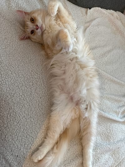 A fluffy, cream-colored cat with yellow eyes is lying on its back on a white, textured blanket. The cat's belly is exposed, and its paws are curled upwards. Its head is tilted to the side, and its ears are perked. The background is a continuation of the white blanket, with a hint of a dark surface in the upper right corner. The image is taken from a high-angle perspective.