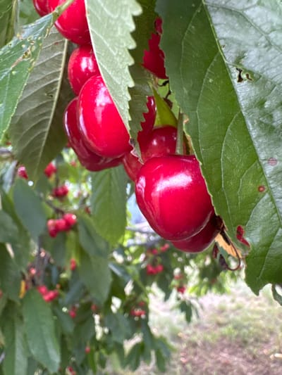 A close-up, eye-level shot showcases a cluster of ripe, red cherries hanging from a branch amidst lush green leaves. The cherries are plump and glossy, with a vibrant, deep red hue that suggests ripeness. Some of the cherries are partially obscured by the broad, serrated leaves, creating a natural framing effect. The background is softly blurred, hinting at a sun-dappled orchard or garden setting, with hints of other greenery and possibly a dirt path. The image appears to have been taken outdoors on a bright day. The specific location of Добровское сельское поселение, Ukraine, cannot be determined from the visual information in the image.