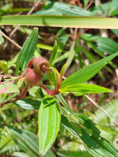 This media file is a close-up, outdoor photograph of a plant with a spiky, reddish-pink bud at its center. The bud is covered in fine hairs and has a small, dark opening at its top. The plant has several green leaves, some of which are long and slender with visible veins, while others are wider and oval-shaped. Some of the leaves appear slightly damaged, with small holes and torn edges. The background is blurred, showing more green foliage and hints of brown soil or dry grass, suggesting a natural, possibly wild, setting. The lighting indicates it is daytime, likely sunny, casting some shadows and highlighting the textures of the plant. The overall impression is one of a detailed macro shot focusing on the unique structure of the plant's reproductive part. The location is identified as Cam Ly, Da Lat, Vietnam. There is no visible text in the image.