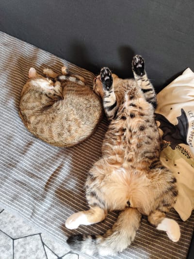 Two domestic cats are resting on a striped blanket next to a pillow. One cat is curled up in a tight ball on the left side of the image, facing away from the camera. The other cat is lying on its back with its paws in the air on the right side of the image. The cats have tabby markings with brown, black, and white fur. The pillow features a cartoon dragon and the text "LET YOUR DREAMS". The scene appears to be indoors, likely on a bed or sofa. The image does not provide any information about the location in Tashirovo, Russia.
