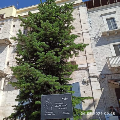 The image shows a tall evergreen tree in front of a light-colored stone building with multiple balconies. In the lower foreground, a black plaque is visible, featuring a sketch of a person, text in Italian, and a date. The text on the plaque reads "Pensiero ad Alta Voce...per sempre!" and "In memoria di Cav. Michele Pellicani". It also indicates "Ruvo di Puglia, 19 dicembre 2020". To the right of the plaque, a timestamp "06.07.2026 09:58" is overlaid on the image. A small group of people are visible in the lower right portion of the image, sitting at an outdoor table. The sky is clear and blue. The building appears to be in an urban setting, consistent with the specified location of Ruvo di Puglia, Italy.