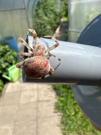 A close-up, eye-level outdoor shot features a spider on a grey cylindrical object. The spider, a likely orb-weaver due to its round abdomen and hairy legs, is positioned horizontally on the cylinder. Its abdomen is bulbous and mottled brown and red, with a distinct red marking. The cephalothorax is lighter brown, and its eight legs are hairy and segmented, with darker tips. The spider's body is in sharp focus, while the background is blurred. Visible in the background, from left to right, are a green watering can, foliage, a portion of a greenhouse structure, and a path or patio. The lighting suggests a sunny day. The exact location within Ветлужский, Russia, is not determinable from the image.