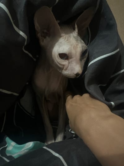 A hairless cat, possibly a Sphynx, is tucked into a dark blanket with white stripes. A human hand, wearing a ring on the index finger, is reaching towards the cat from the right side of the frame. The cat is looking towards the viewer with its large ears prominent. The background appears to be a bed or sofa with a similarly striped blanket. The scene takes place indoors.
