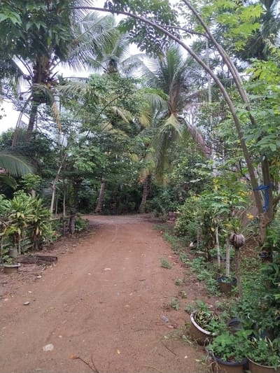 The image depicts a serene, unpaved dirt path meandering through a dense, tropical landscape in Teupinbayu, Indonesia. The reddish-brown path, speckled with small stones and fallen leaves, is wide in the foreground and narrows as it extends into the distance, curving slightly.

Lush, green vegetation borders both sides of the pathway. Tall coconut palms with visible clusters of coconuts dominate the canopy, particularly on the left and towards the center. Various other broadleaf trees and abundant undergrowth create a rich, verdant environment. Some slender tree branches arc over the path, forming a natural archway.

Along the edges of the path, especially on the right, several potted plants are visible in terracotta and dark-colored containers. A dried coconut husk is innovatively used as a hanging planter on a tree trunk. A blue rope or tie is wrapped around a tree on the right, hinting at human interaction or cultivation. Simple wooden supports are also visible amidst the plants on the left.

The scene is illuminated by soft, diffused light, suggesting an overcast day or a period of indirect sunlight. The sky, visible in patches through the dense foliage, appears bright but not intensely sunny. There are no people or discernible activities taking place, contributing to the tranquil atmosphere of the rural setting. No text is visible in the image.