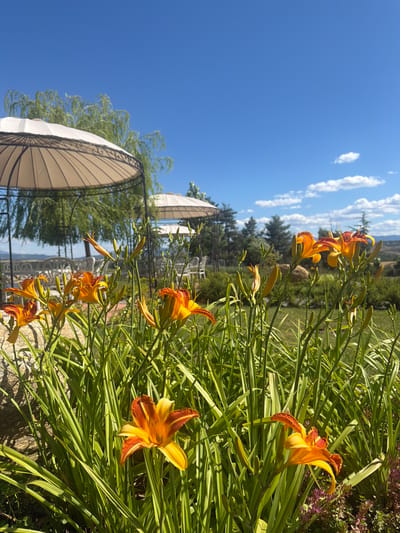 The image shows a close-up view of orange daylilies in the foreground, with their petals unfurling under a clear blue sky. In the background, there are two white gazebos with outdoor seating, suggesting a restaurant or event space. The landscape beyond includes trees and rolling hills, hinting at a rural setting. The overall atmosphere is bright and sunny, with a focus on the natural beauty of the flowers. This scene appears to be located in the city of Kocherinovo, Bulgaria, a region known for its picturesque landscapes and potential for outdoor leisure activities.
